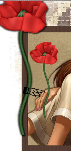 poppy placement