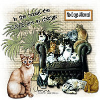 Cats